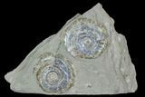 Two Iridescent Ammonites (Psiloceras) - England #130444-1
